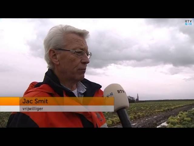 Vrijwilligers oogsten broccoli voor o.a. Voedselbank Alkmaar
