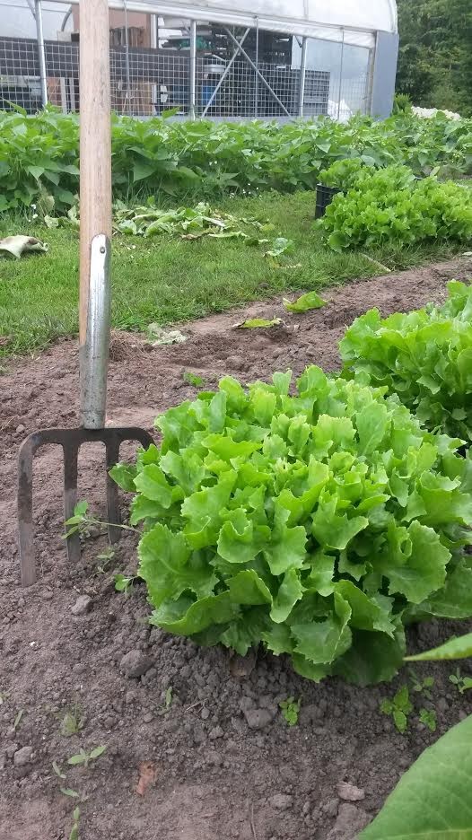Voedselbank Westerkwartier zoekt groentetelers
