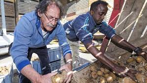 ‘Aardappels ophalen of tomaten plukken in de kas’