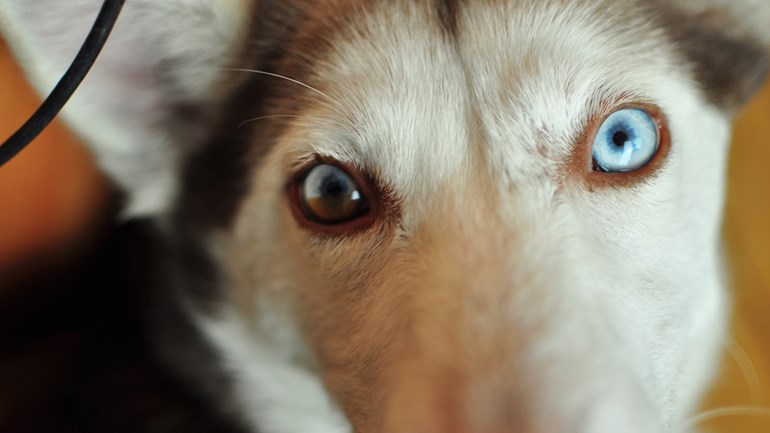 Westland krijgt voedselbank voor dieren